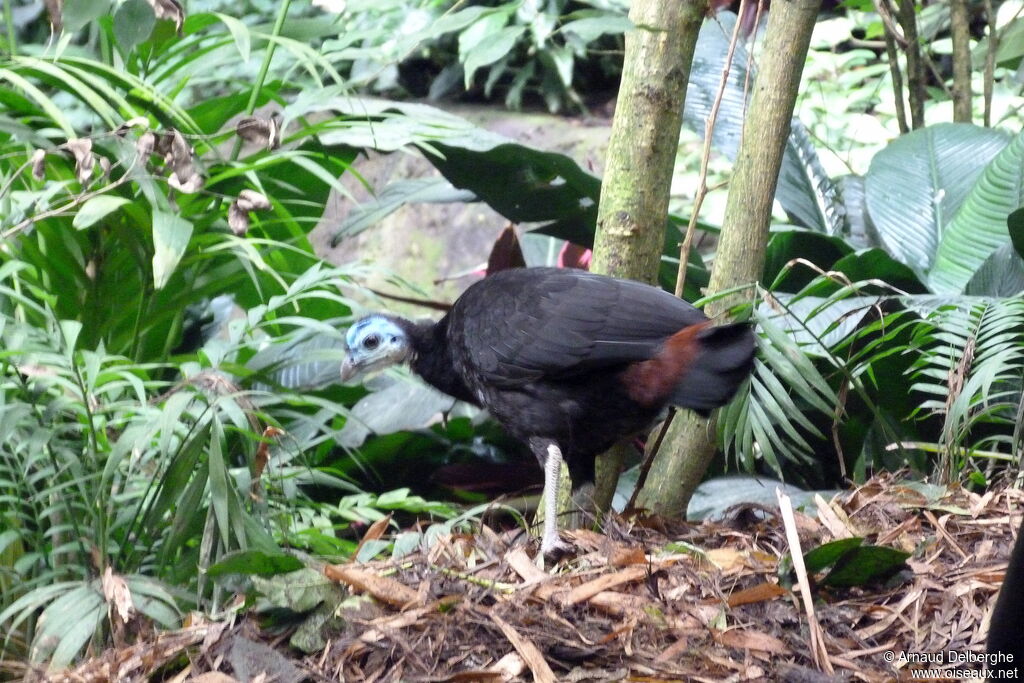 Wattled Brushturkey