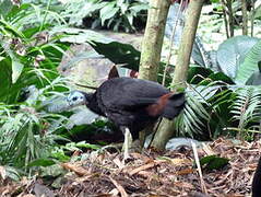 Wattled Brushturkey