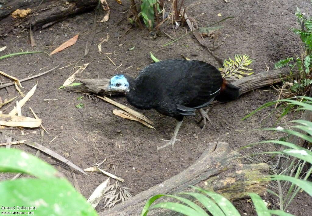 Wattled Brushturkey female, identification