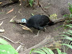 Wattled Brushturkey