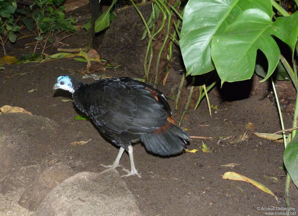 Wattled Brushturkey female