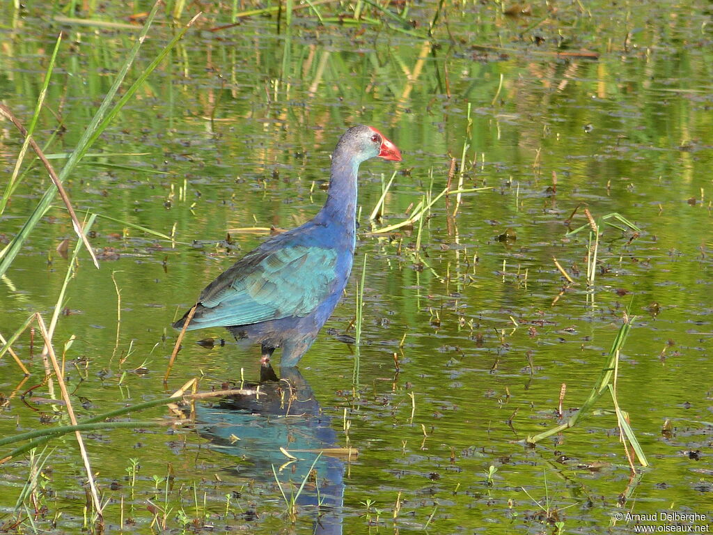 Grey-headed Swamphen