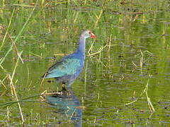 Grey-headed Swamphen