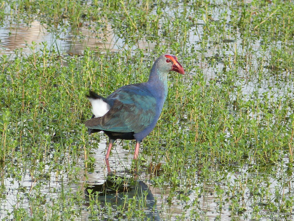 Grey-headed Swamphen