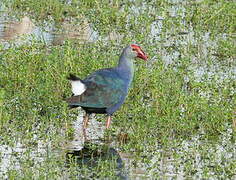 Grey-headed Swamphen