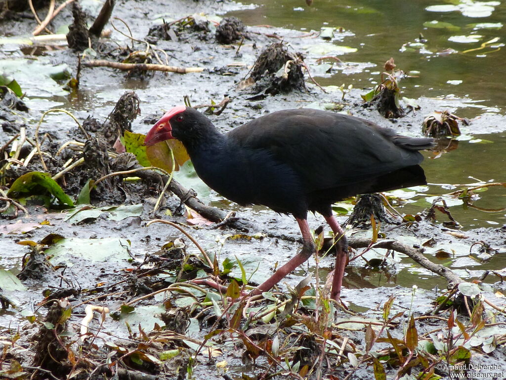 Australasian Swamphen