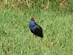 Australasian Swamphen