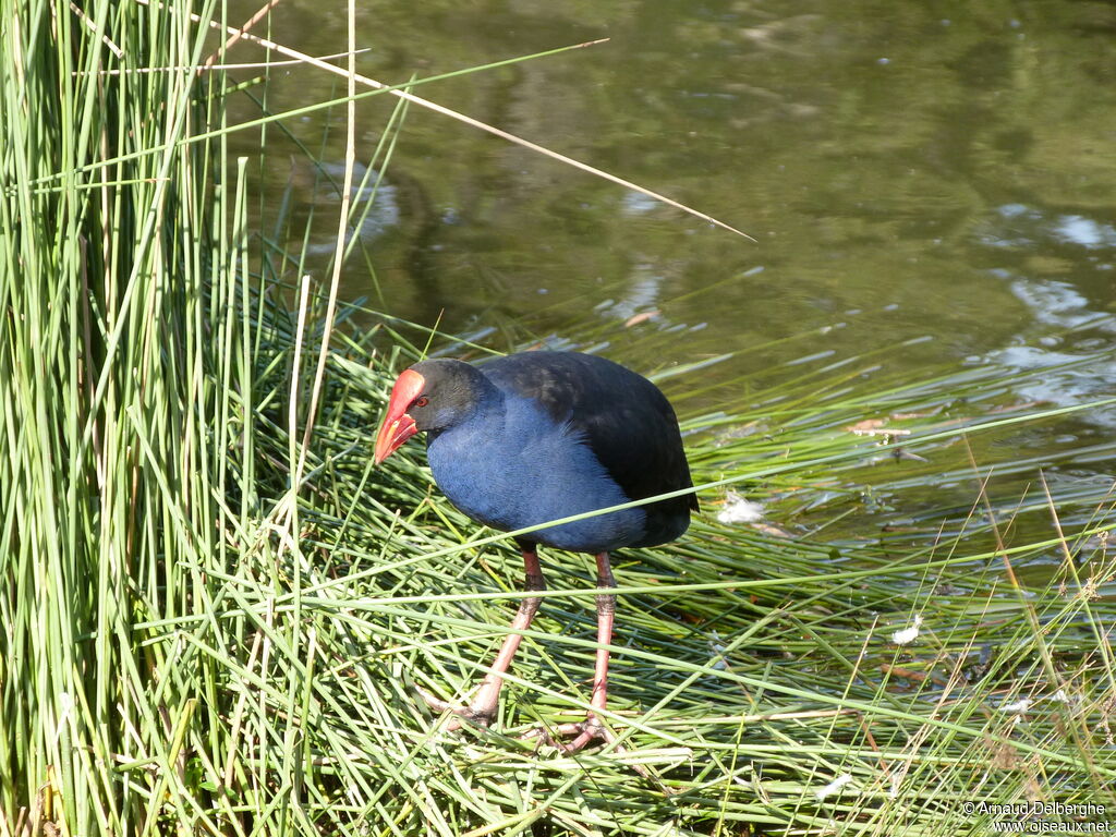 Australasian Swamphen