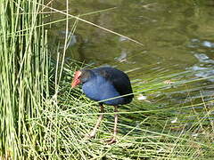 Australasian Swamphen