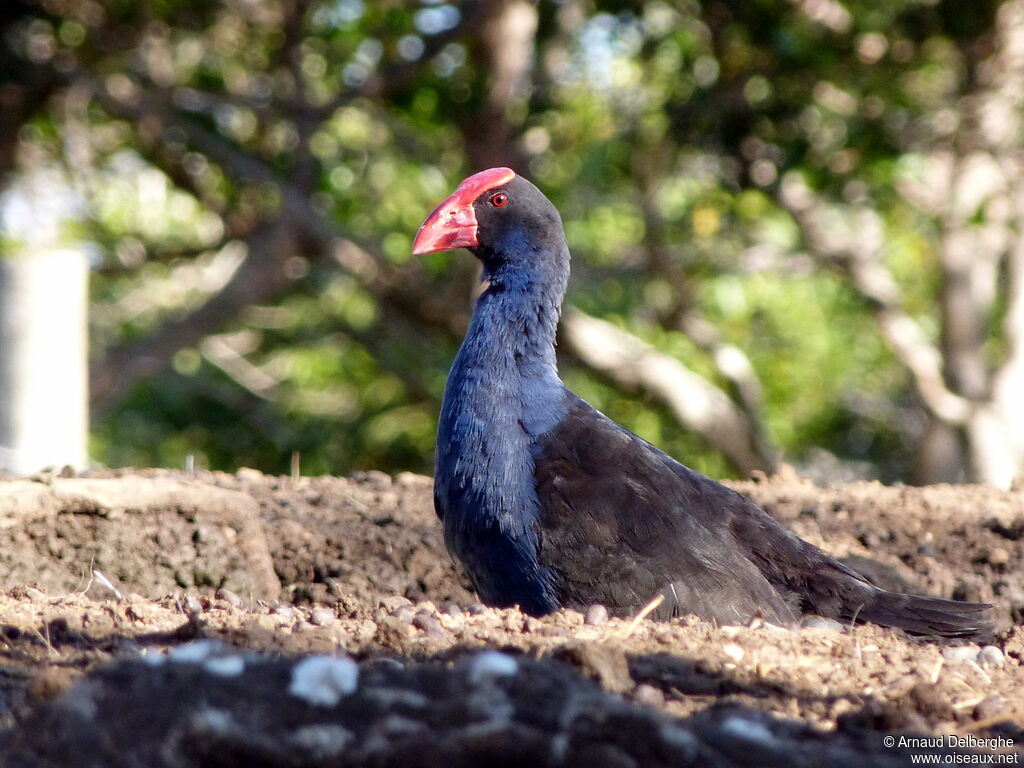 Talève australe