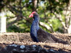 Australasian Swamphen