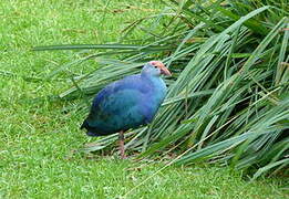 Western Swamphen