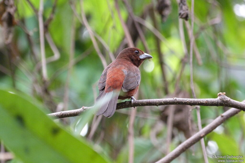 Silver-beaked Tanager female