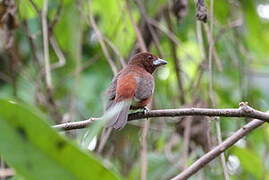 Silver-beaked Tanager