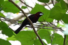 Silver-beaked Tanager