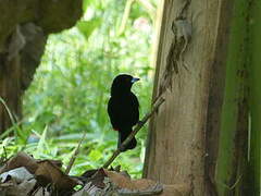 Scarlet-rumped Tanager