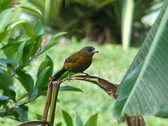 Scarlet-rumped Tanager