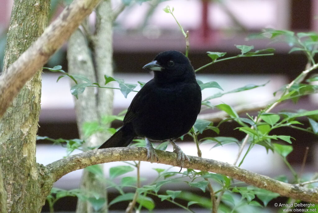 White-lined Tanager