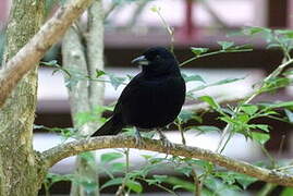 White-lined Tanager