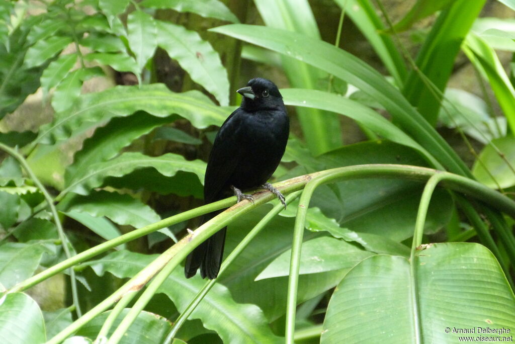 White-lined Tanager