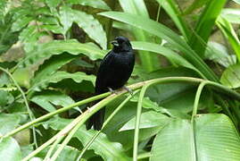 White-lined Tanager