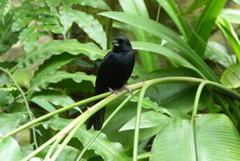 Tangara à galons blancs