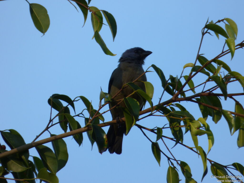 Yellow-winged Tanager