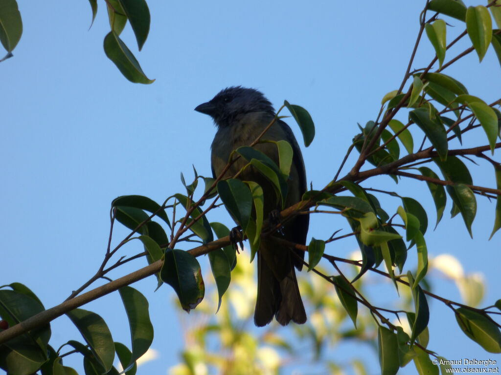 Yellow-winged Tanager