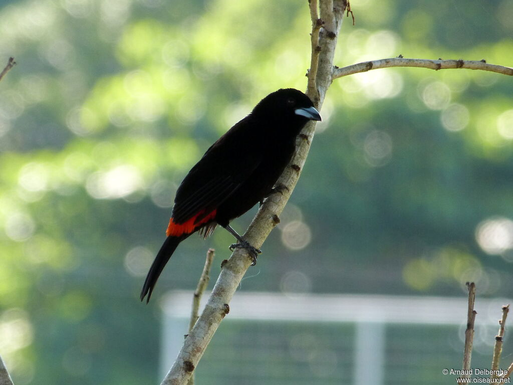 Scarlet-rumped Tanager (costaricensis)