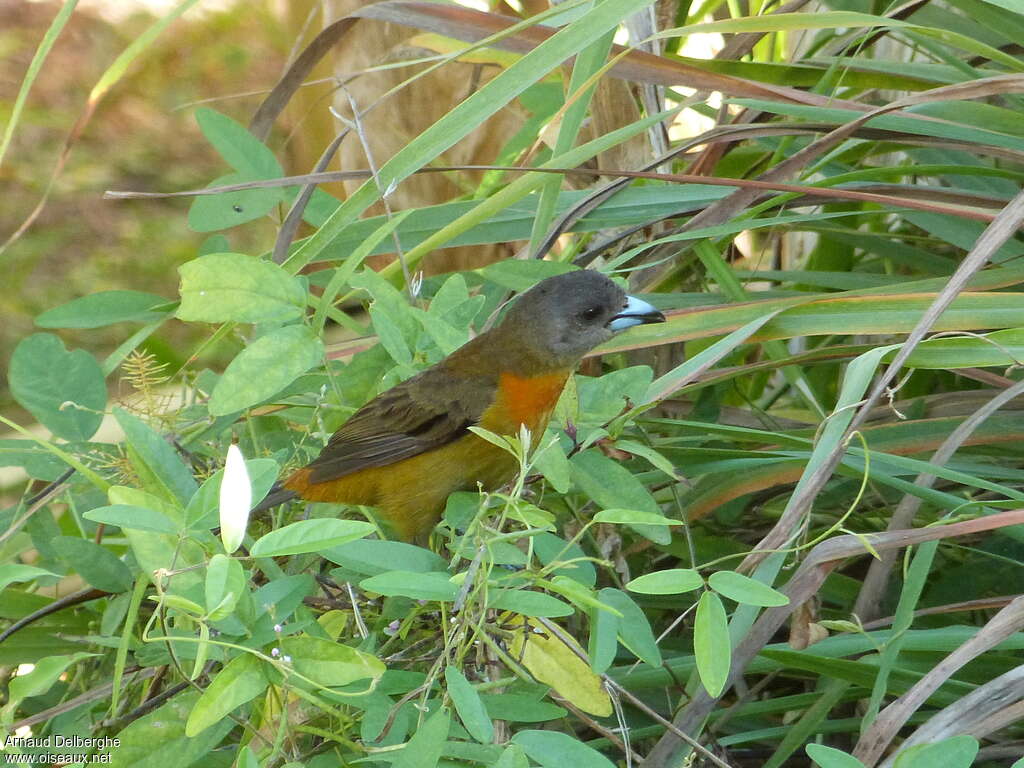 Scarlet-rumped Tanager (costaricensis) female adult, habitat, pigmentation