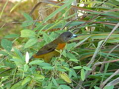 Scarlet-rumped Tanager (costaricensis)