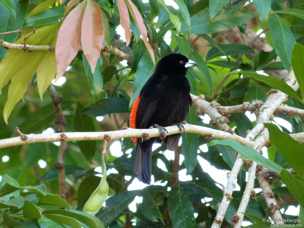 Scarlet-rumped Tanager (costaricensis)