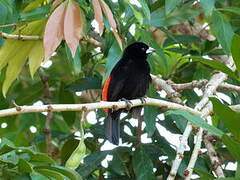 Scarlet-rumped Tanager (costaricensis)