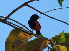 Scarlet-rumped Tanager (costaricensis)