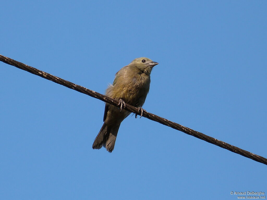 Palm Tanager