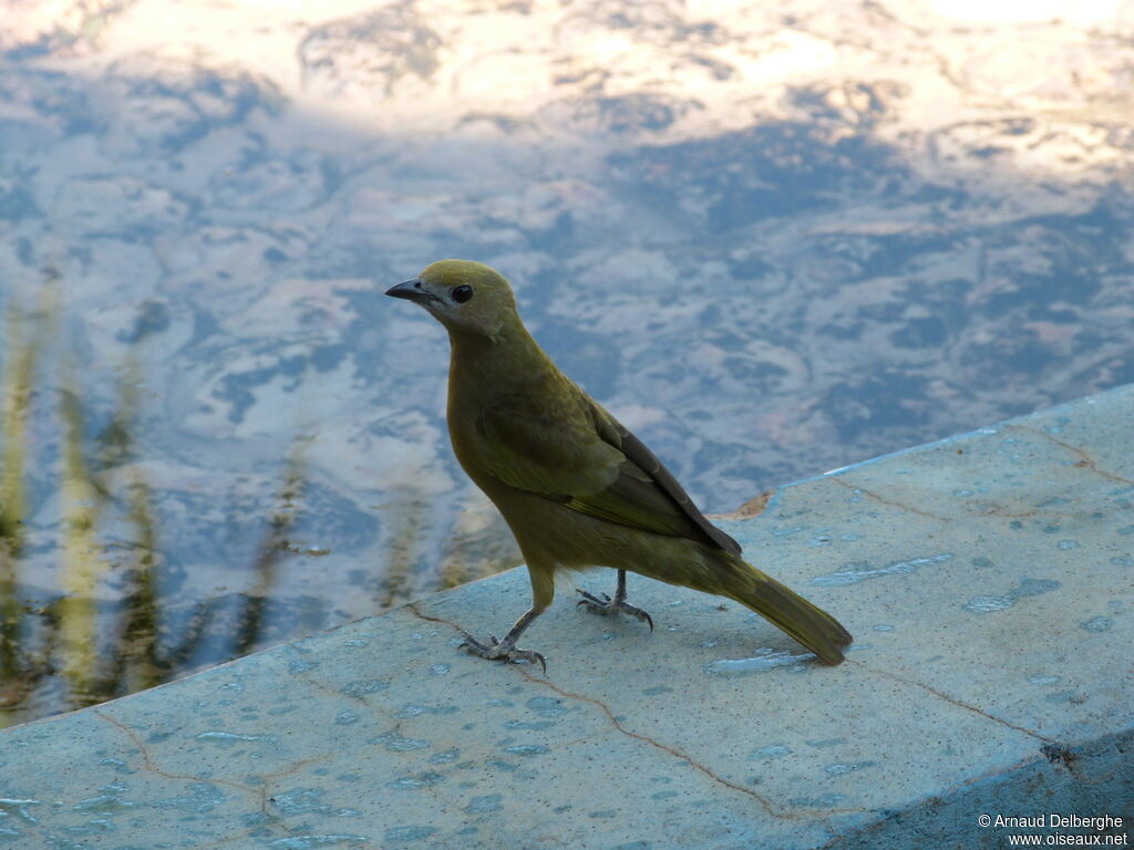 Palm Tanager