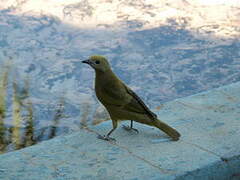 Palm Tanager