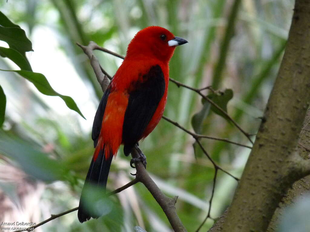 Brazilian Tanager male adult, identification