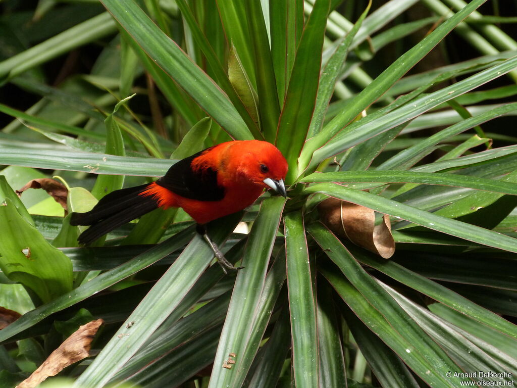 Brazilian Tanager