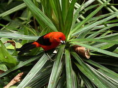 Brazilian Tanager