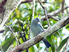 Blue-grey Tanager