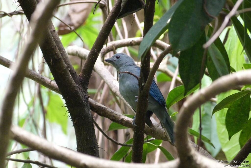 Blue-grey Tanager