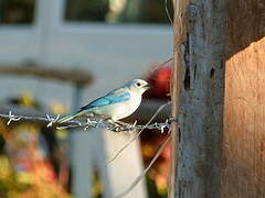 Blue-grey Tanager