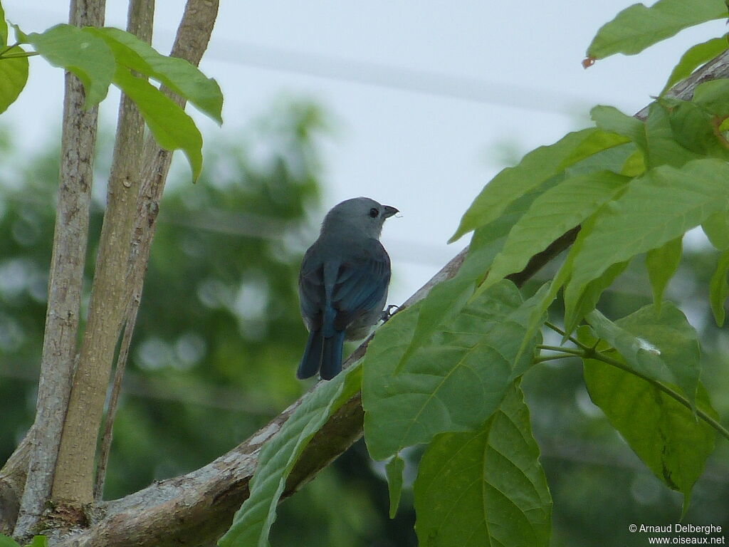 Blue-grey Tanager