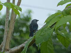 Blue-grey Tanager