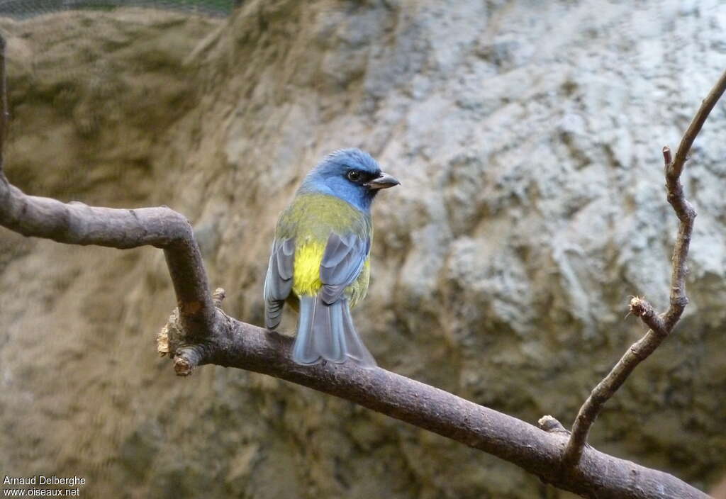 Blue-and-yellow Tanager male adult, pigmentation