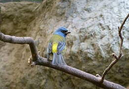 Blue-and-yellow Tanager