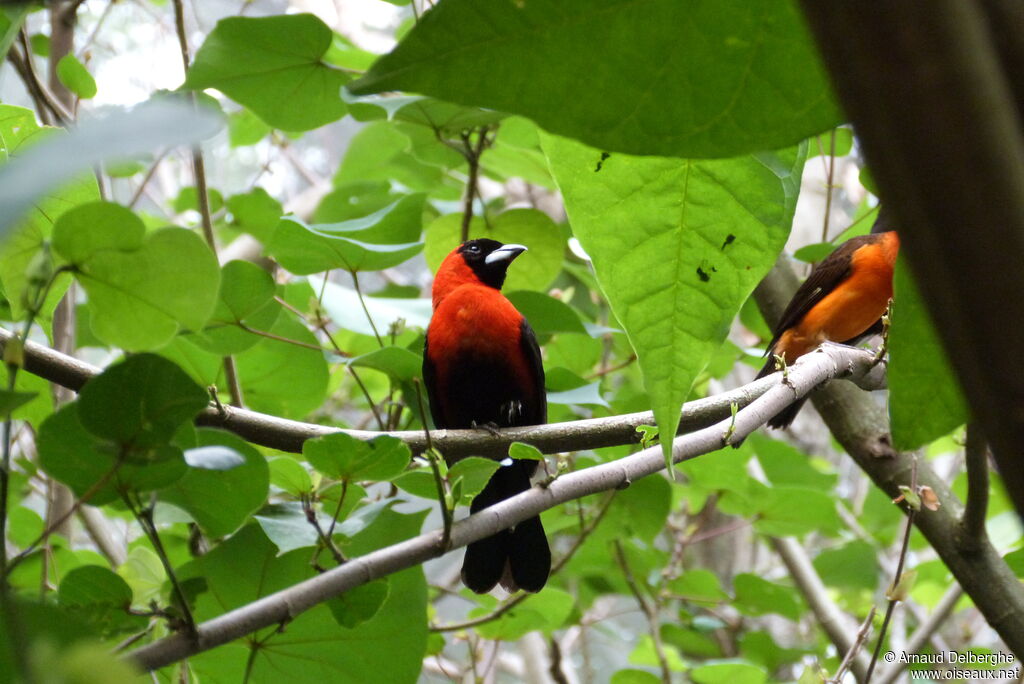 Masked Crimson Tanager