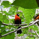 Tangara masqué
