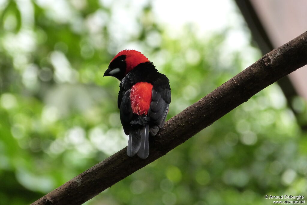 Masked Crimson Tanager